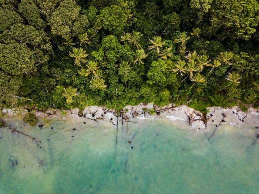 Una vista aérea cenital de una exuberante selva tropical con palmeras bordeando una playa de arena y agua turquesa cristalina.