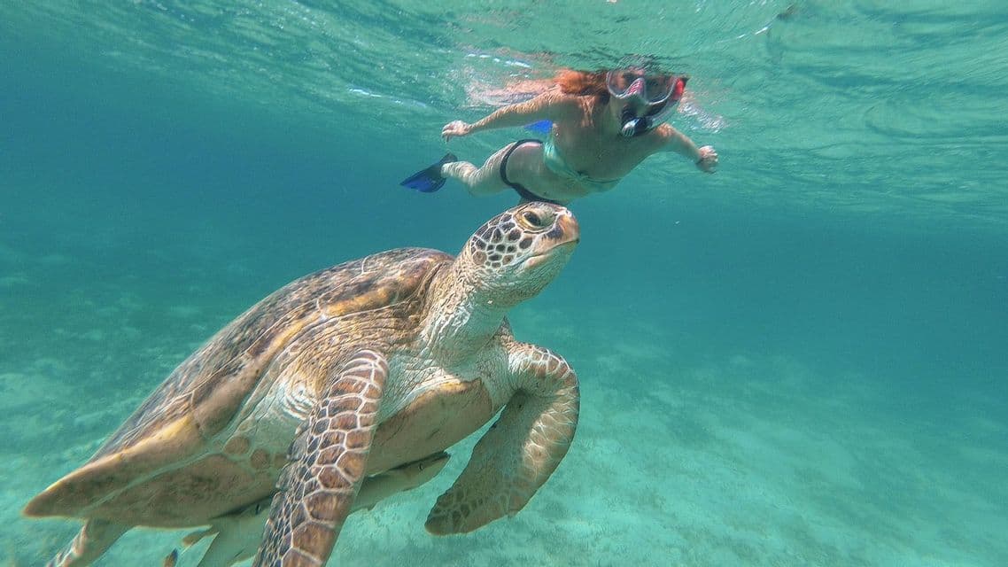 Ein Schnorchler schwimmt hinter einer großen Meeresschildkröte in klarem türkisfarbenem Wasser.
