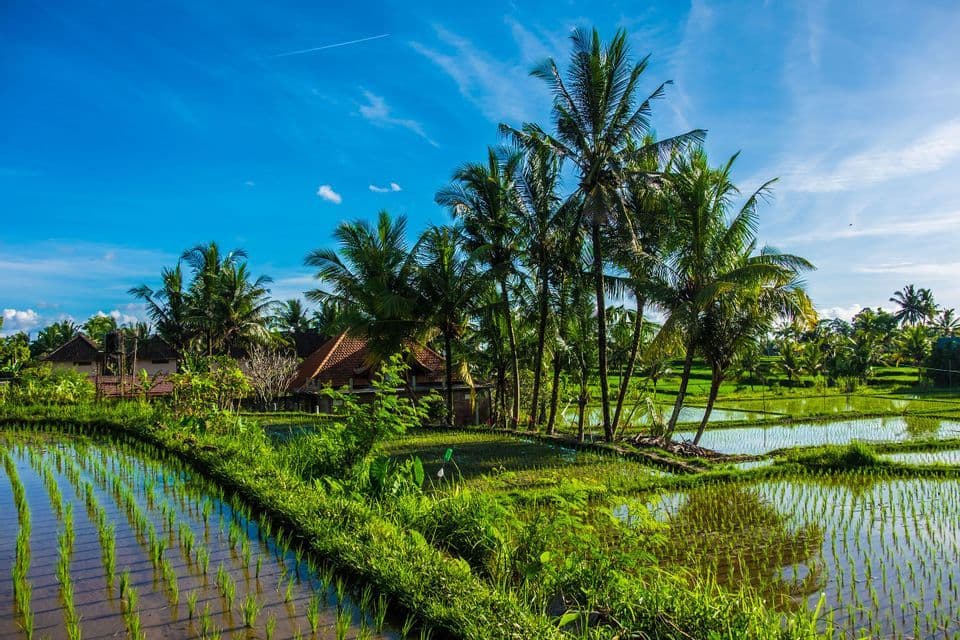 Lush green rice paddies filled with water, surrounded by palm trees and traditional houses under a bright blue sky.