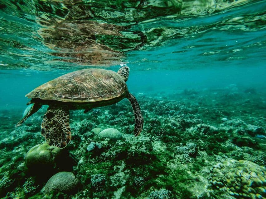 Una tortuga marina nada justo debajo de la superficie del agua, su reflejo visible sobre un arrecife de coral verde.