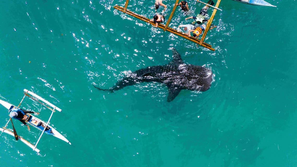 Una vista aérea de un gran tiburón ballena nadando en aguas turquesas junto a una balsa de bambú con un grupo de viaje de WeRoad observando.