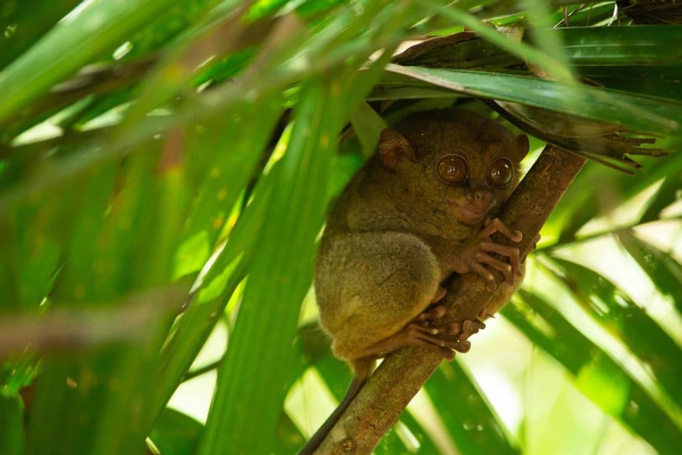 Un pequeño tarsero con grandes ojos marrones se aferra a una rama de árbol, parcialmente escondido entre hojas de palma de color verde brillante.