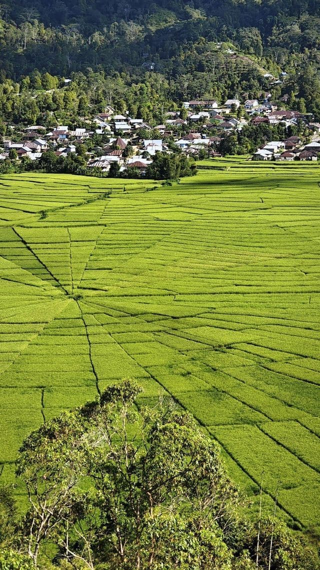 Luftaufnahme von leuchtend grünen, spinnennetzartigen Reisfeldern mit einem Dorf am Fuße eines bewaldeten Hügels.