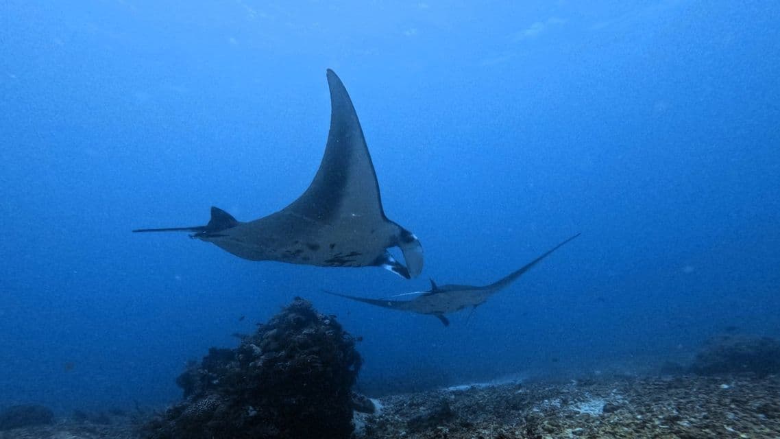 Zwei Mantas schwimmen in tiefblauem Wasser über einem felsigen Meeresboden.