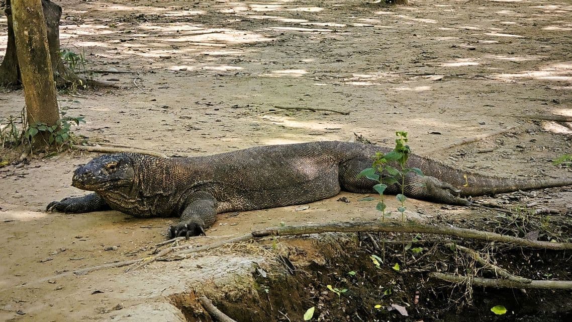 Ein großer Komodowaran ruht auf dem staubigen Boden in einer schattigen, natürlichen Umgebung.