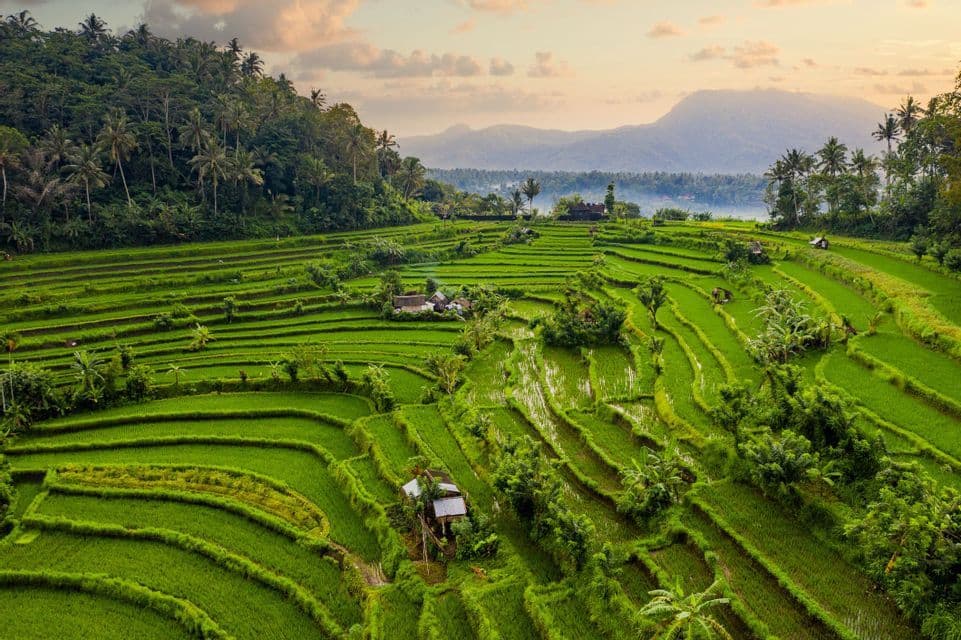 Vibrant green rice terraces cover a rolling hillside with palm trees, with distant mountains under a hazy sky.