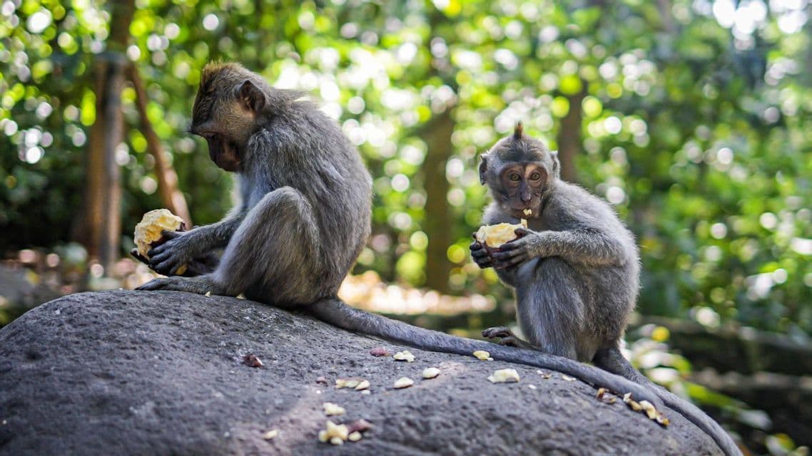 Deux singes gris mangeant des morceaux de nourriture assis sur un grand rocher dans une forêt avec un arrière-plan vert flou.
