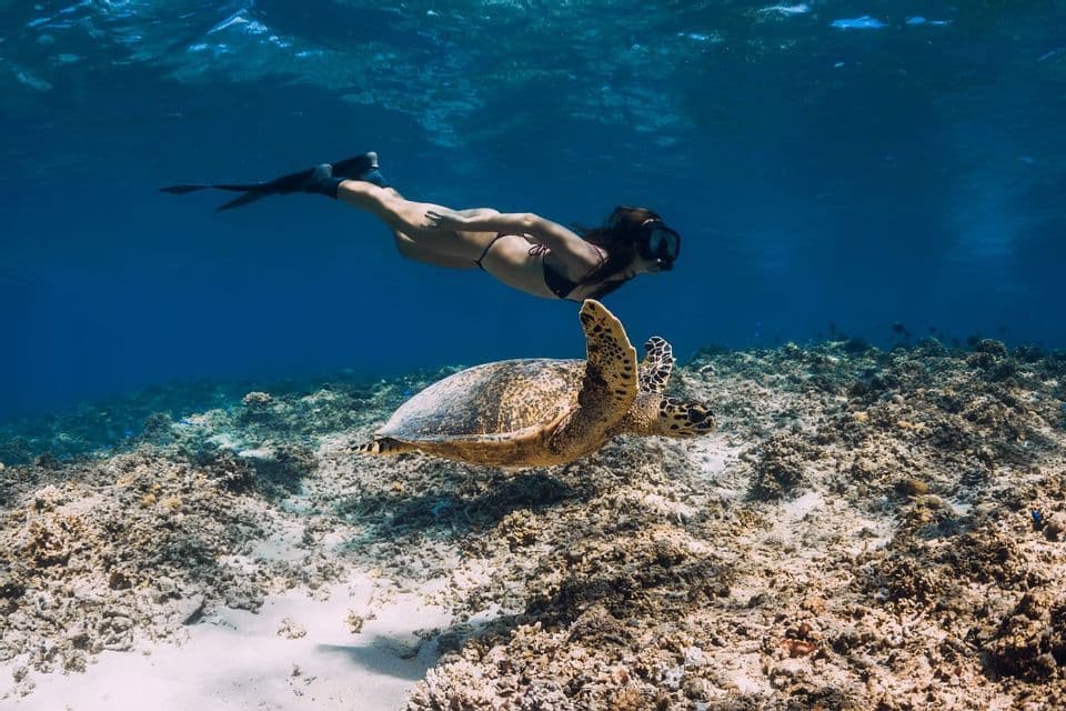 A woman wearing a snorkel mask and fins swims underwater alongside a sea turtle above a coral reef.