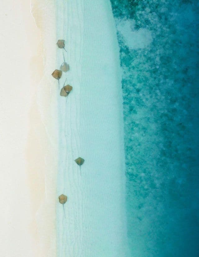 Eine Luftaufnahme von mehreren Stachelrochen, die in seichtem türkisfarbenem Wasser neben einem weißen Sandstrand schwimmen.