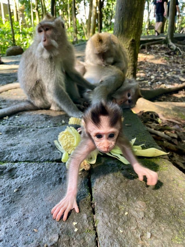 Ein Affenbaby mit einem Maiskolben blickt in die Kamera, während andere Affen im Hintergrund auf einem Steinboden sitzen.