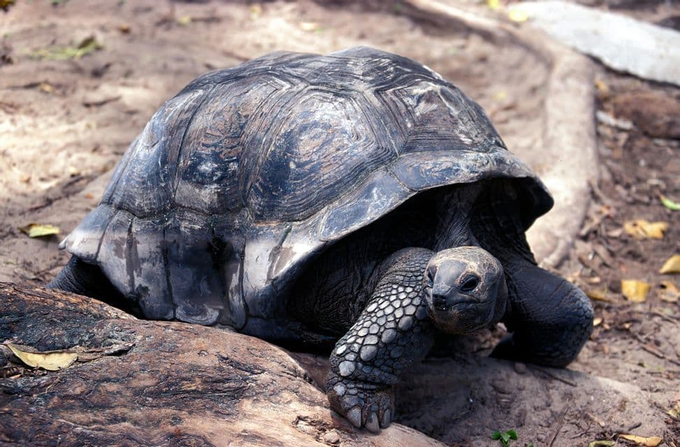 Una tartaruga gigante con un carapace scuro e segnato dal tempo e pelle squamosa riposa su un terreno roccioso e terroso.