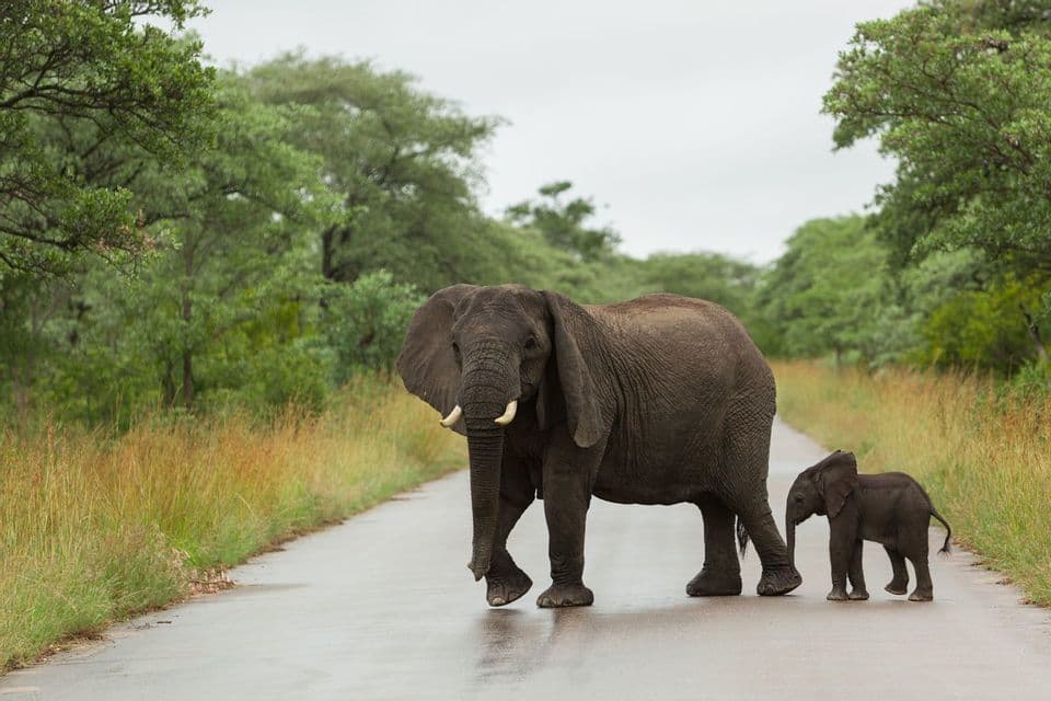 An adult elephant and its calf walk across a wet paved road through a savanna with green trees.