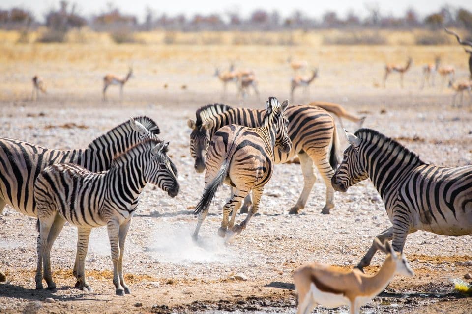 A zebra kicks up dust while standing with its herd and several antelopes in a dry, sunlit savanna.
