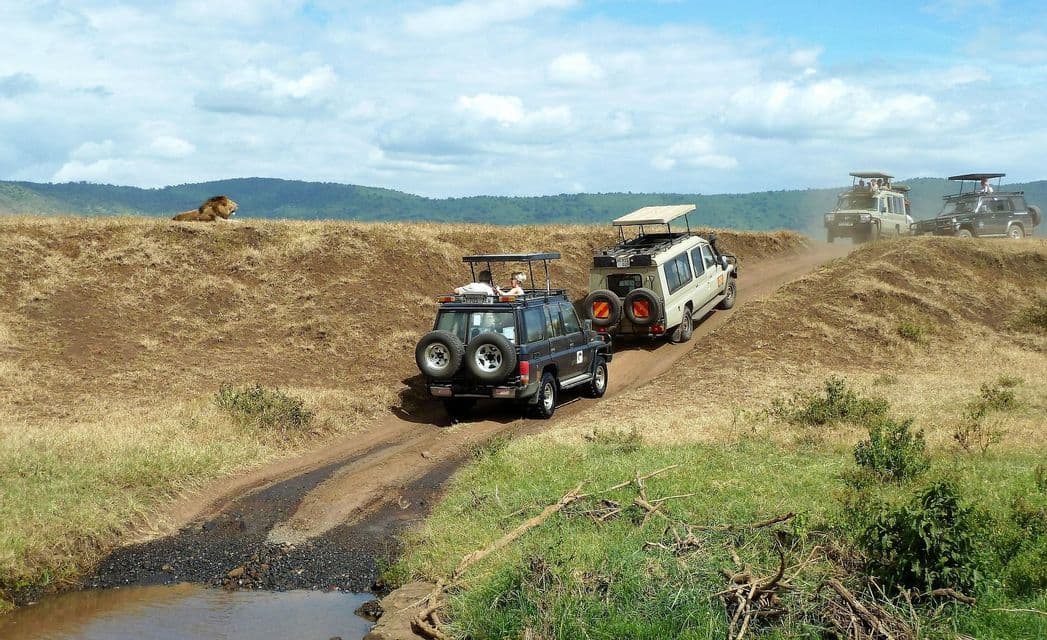 A WeRoad group trip in safari jeeps drives on a dirt road as a male lion watches from a grassy hill.