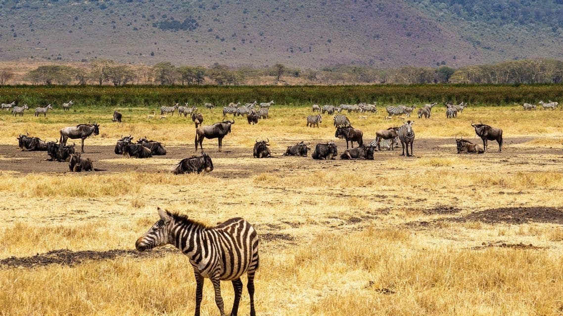 A zebra stands in the foreground with herds of wildebeest and other zebras resting in a dry savanna landscape.
