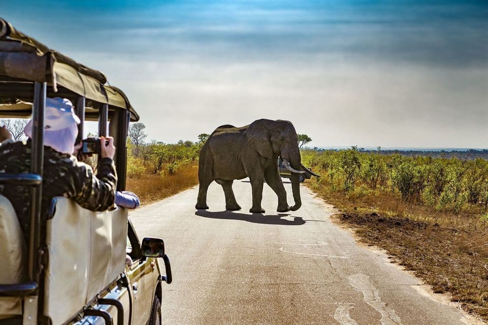 Eine Person auf einer WeRoad-Gruppenreise macht ein Foto aus einem Safari-Jeep, während ein großer Elefant die Straße vor ihnen überquert.