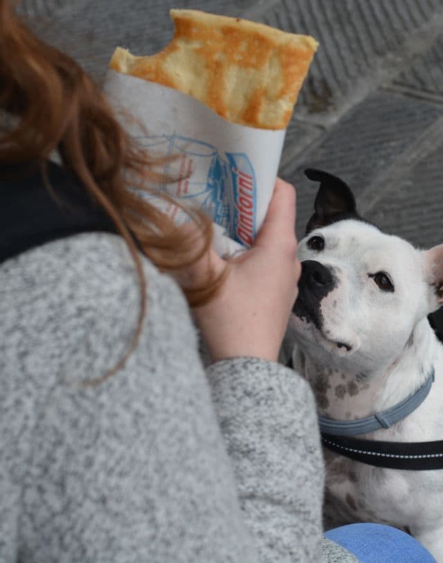 Un cane bianco con una macchia nera sull'occhio guarda una persona che tiene in mano un pezzo di piadina piegata in un incarto di carta.