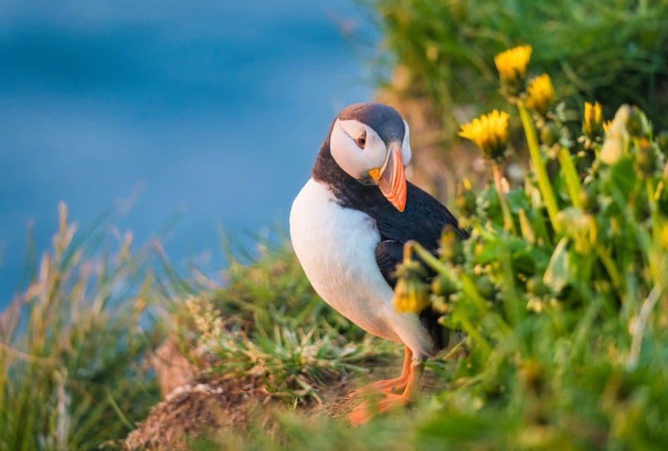 Ein Papageientaucher mit farbenfrohem Schnabel steht an einem grasbewachsenen Klippenrand neben gelben Blumen, mit einem verschwommenen blauen Meer im Hintergrund.