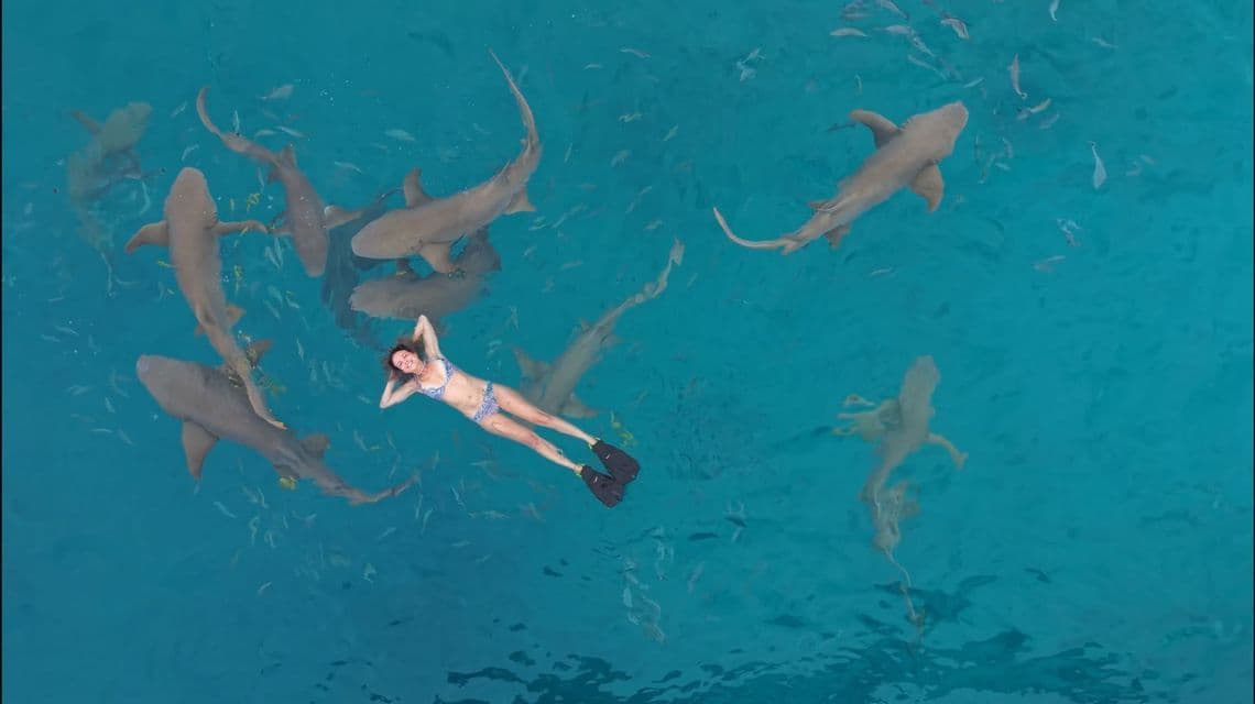 Una vista aérea de una mujer en bikini y aletas flotando de espaldas en agua turquesa, rodeada de numerosos tiburones.