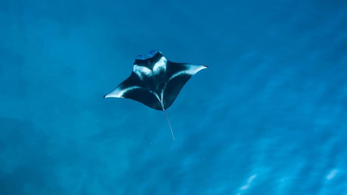 Una mantarraya blanca y negra se desliza por aguas azules profundas.