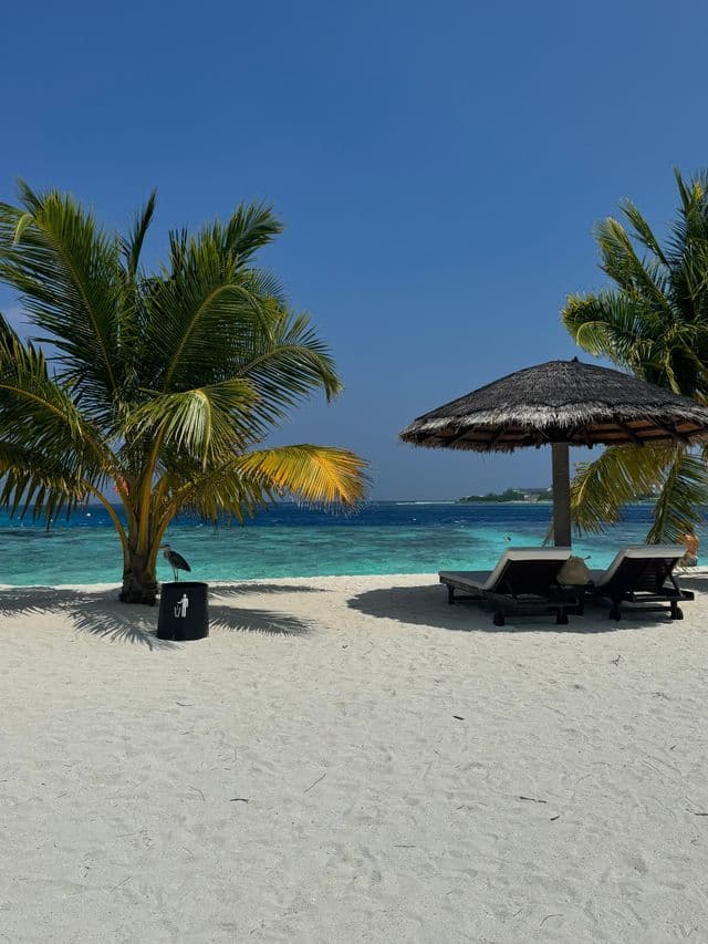 Una garza real gris se posa en un cubo de basura en una playa de arena blanca con palmeras, tumbonas y una sombrilla de paja junto al mar turquesa.
