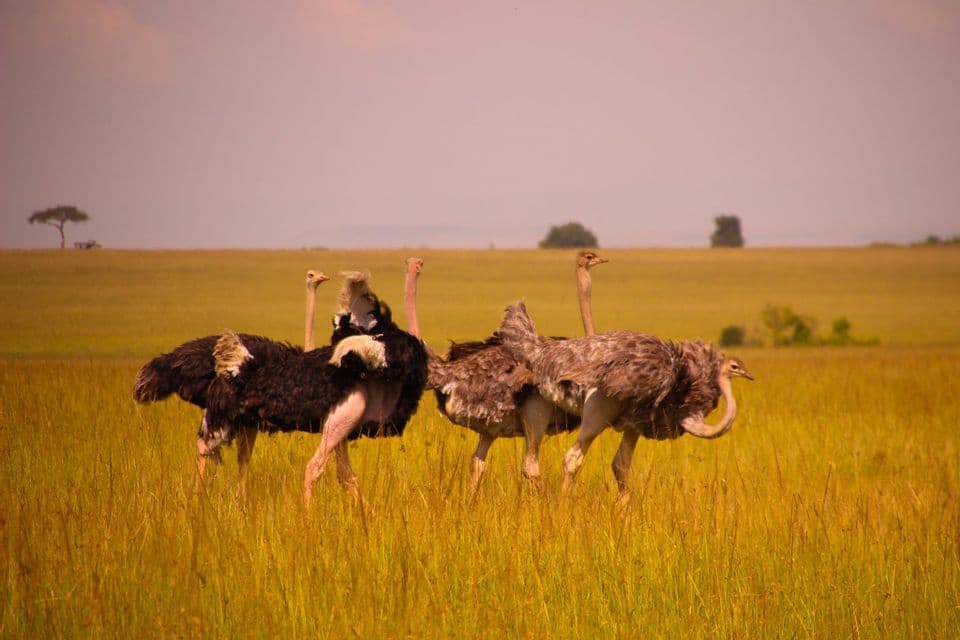 A flock of male and female ostriches walk through a savanna filled with tall, golden grass under a hazy sky.