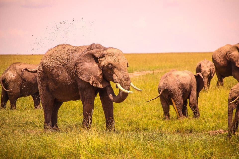 An elephant with tusks sprays mud over its back while other elephants graze in a grassy savanna.