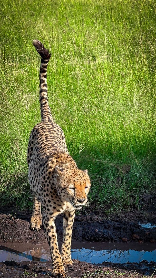 A cheetah stands on muddy ground next to a puddle with its tail raised, set against a background of tall green grass.