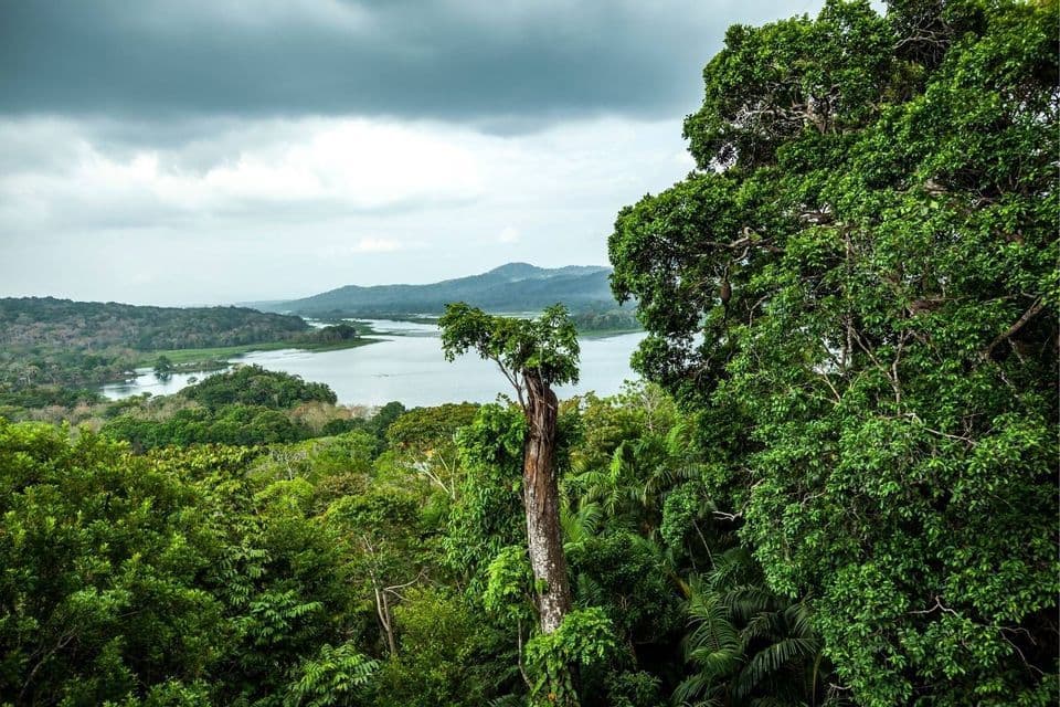 Vista aérea de un denso dosel de selva tropical, con un río serpenteante y colinas distantes bajo un cielo nublado.