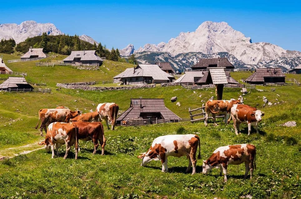 Un rebaño de vacas marrones y blancas pasta en una ladera verde con casas de madera, flanqueada por montañas rocosas bajo un cielo azul claro.