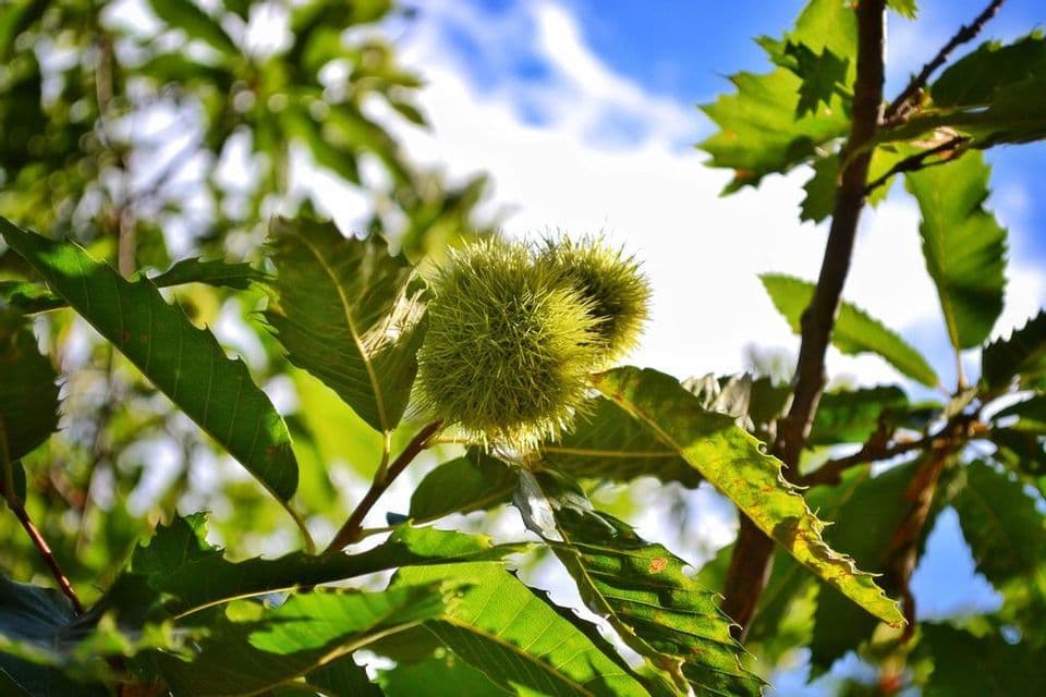 Un primo piano di ricci di castagno verdi e spinosi che crescono su un ramo tra foglie vibranti, visti dal basso contro un cielo blu.