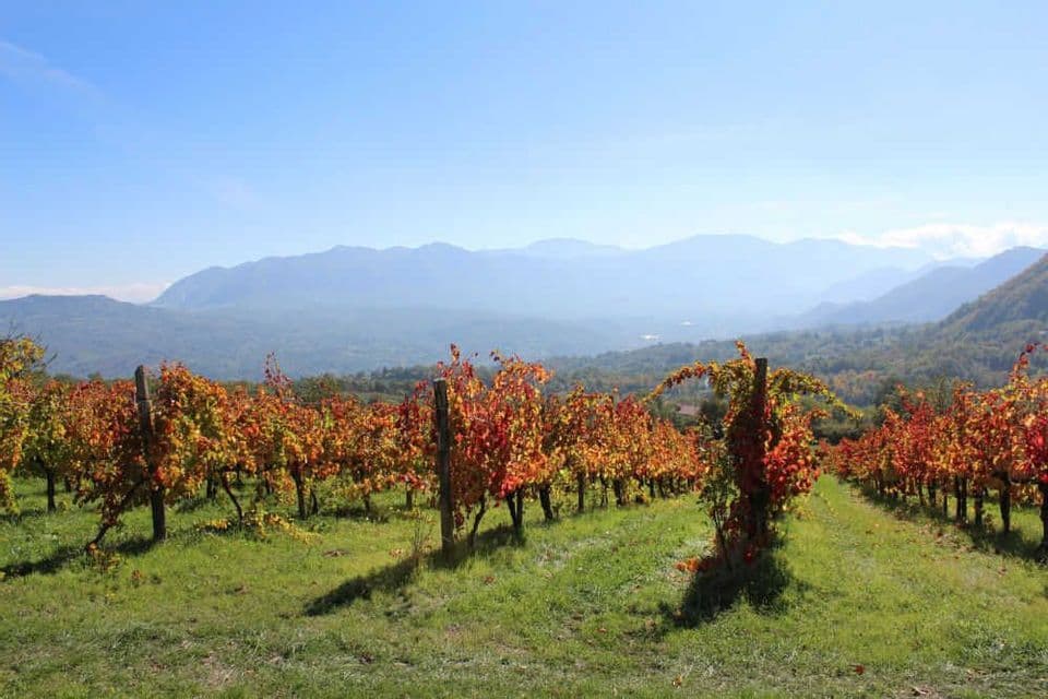 Filari di viti con foglie autunnali rosse e gialle su una collina verde con montagne sullo sfondo.