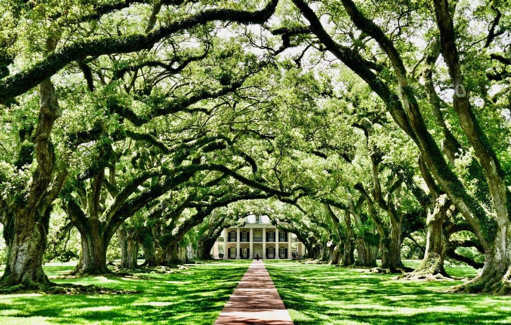 A long brick path leads to a large, columned mansion through an avenue of ancient, moss-covered oak trees.