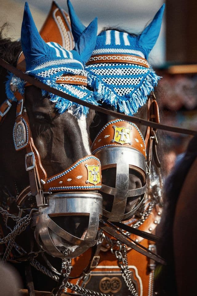 Primer plano de dos caballos con arneses ornamentados, incluidos gorros de orejas de ganchillo azules y blancos y bozales de metal.