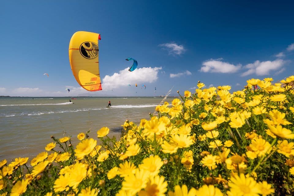 Flores amarillas en primer plano enmarcan una vista de kitesurfistas en el agua bajo un cielo azul claro.