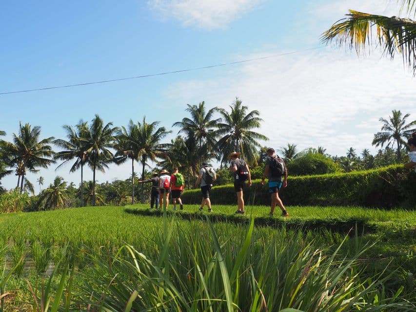 A WeRoad group trip hikes on a path through vibrant green rice paddies lined with tall palm trees.