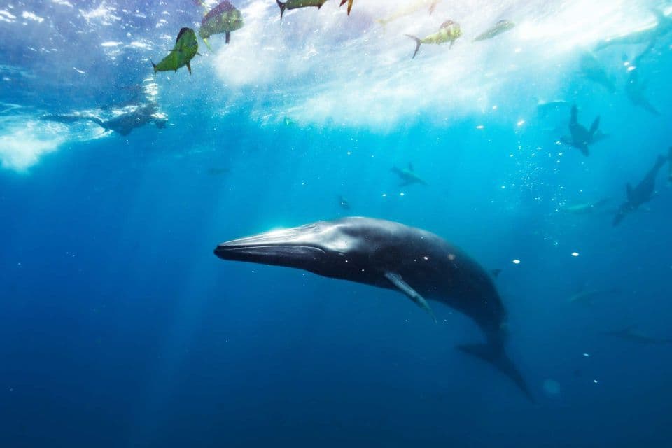 Ein Wal schwimmt durch tiefblaues Wasser, umgeben von Fischschwärmen, mit Lichtstrahlen, die von der Oberfläche herabfiltern.