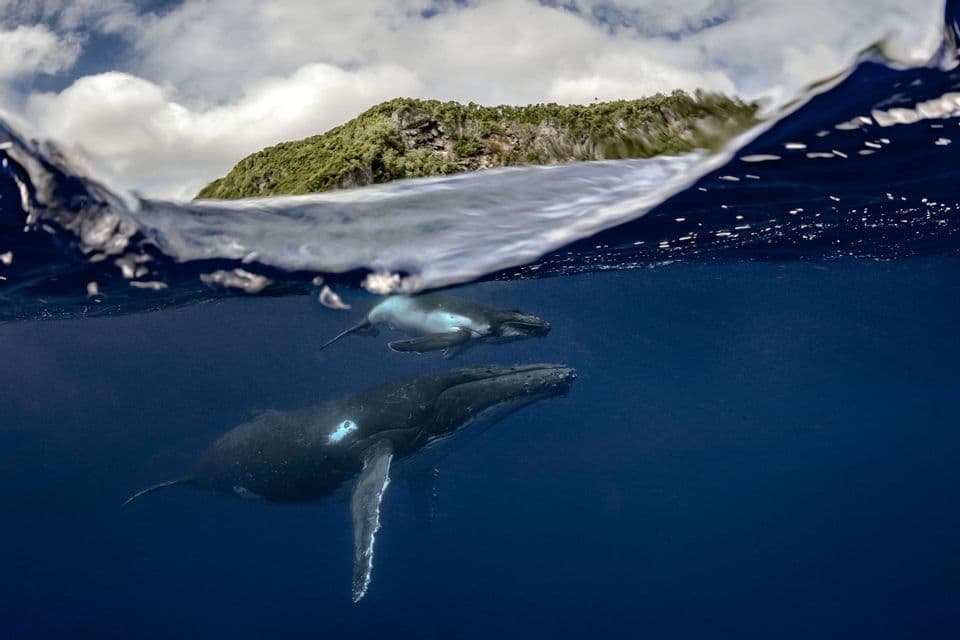 Eine Split-Shot-Aufnahme zeigt einen Buckelwal und sein Kalb, die unter Wasser schwimmen, mit einer grünen Insel, die über der Wasseroberfläche sichtbar ist.