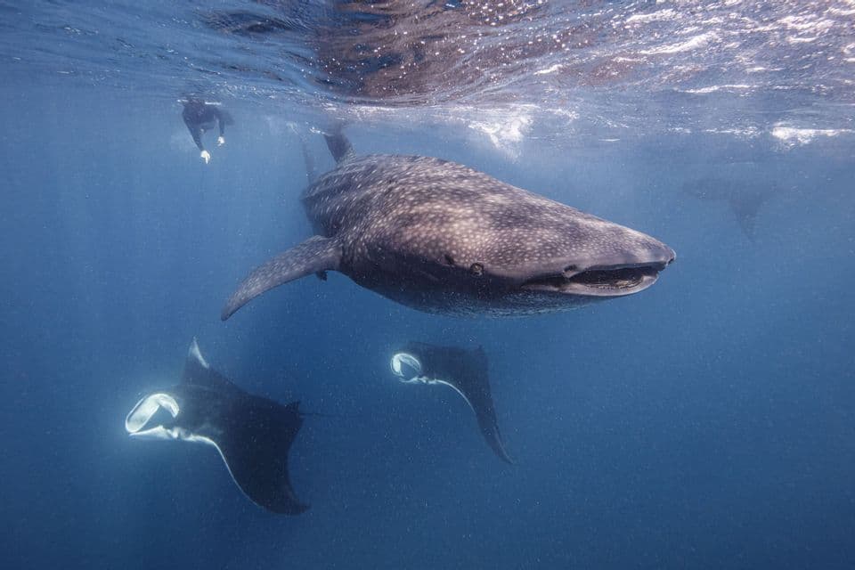 Ein Walhai und zwei Mantarochen schwimmen im tiefblauen Wasser nahe einem Schnorchler einer WeRoad Gruppenreise.