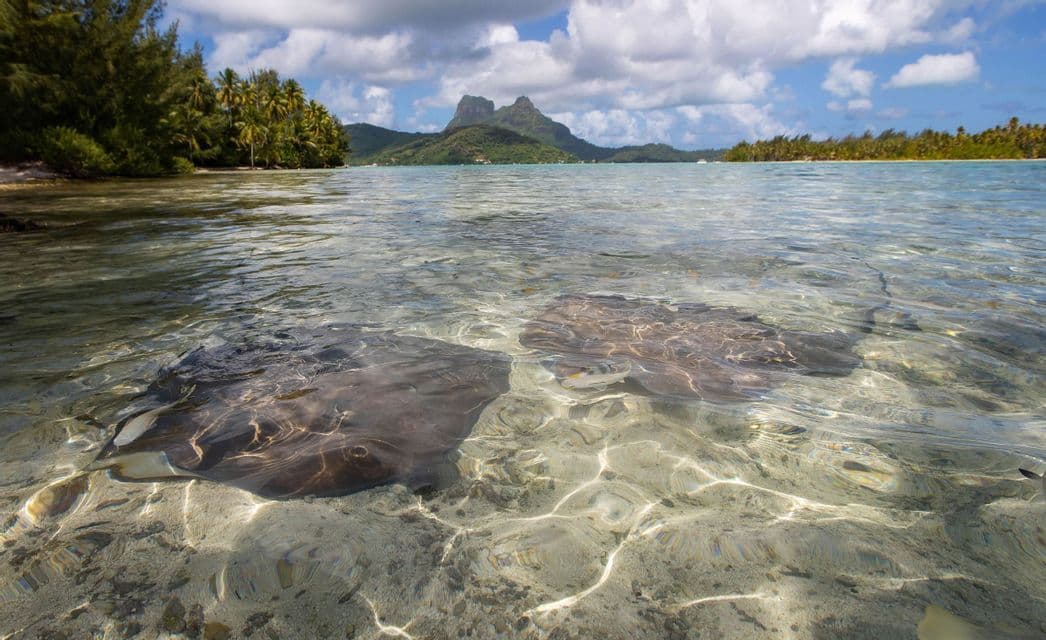 Zwei Stachelrochen schwimmen im klaren, seichten Wasser einer tropischen Lagune, im Hintergrund eine grüne Bergküste.