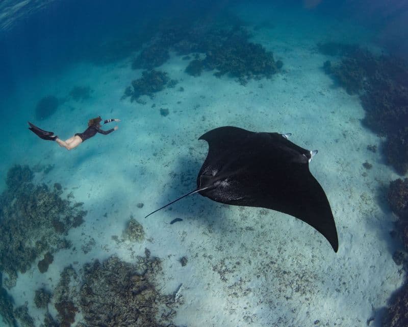 Eine Frau in einem Neoprenanzug und Flossen schwimmt in klarem blauem Wasser neben einem großen schwarzen Mantarochen über einem sandigen Meeresboden.