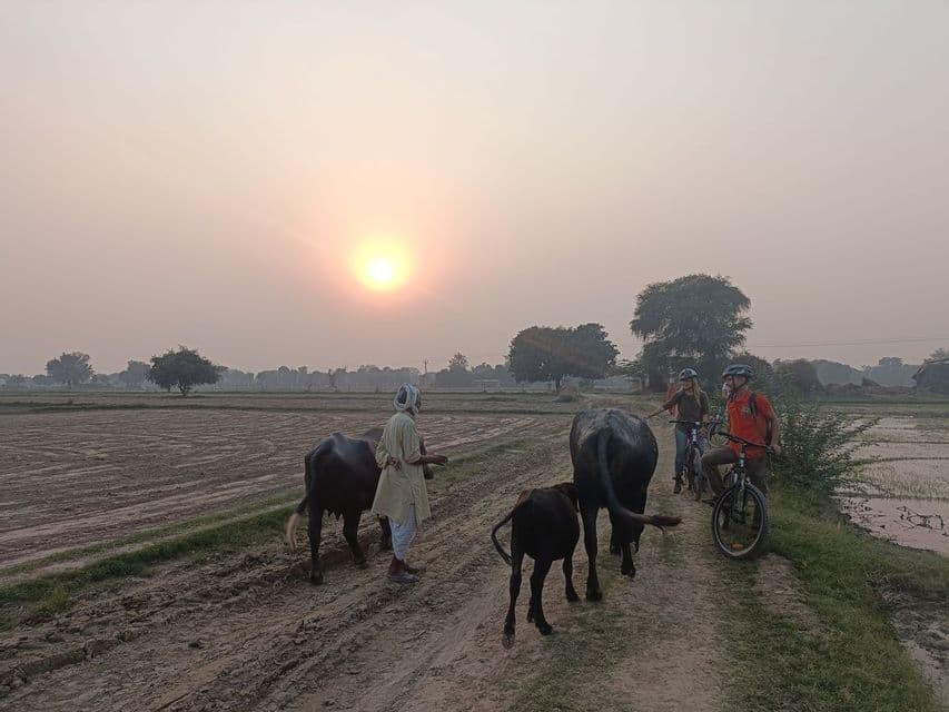 Un viaggio di gruppo WeRoad in bicicletta incontra un contadino locale che pascola bufali d'acqua su un sentiero sterrato attraverso campi rurali al tramonto.