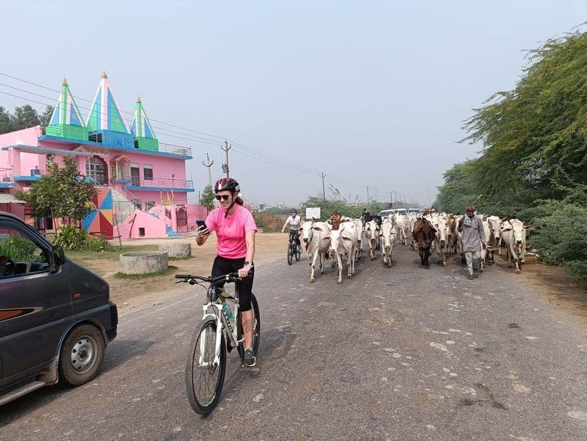 Una viaggiatrice WeRoad in bicicletta si ferma su una strada mentre una mandria di bovini sfila accanto a un tempio rosa.