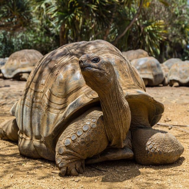 Un primer plano de una tortuga gigante sentada en el suelo con el cuello extendido, con otras tortugas borrosas en el fondo.