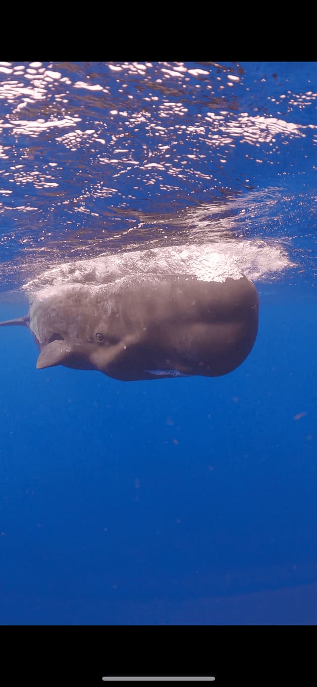 Un cachalote nada justo debajo de la superficie soleada del claro océano azul.