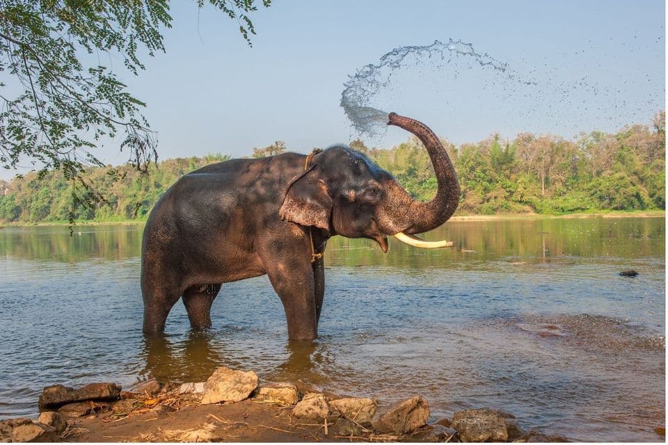 Ein Elefant mit Stoßzähnen steht in einem Fluss und sprüht Wasser aus seinem Rüssel unter einem klaren blauen Himmel.
