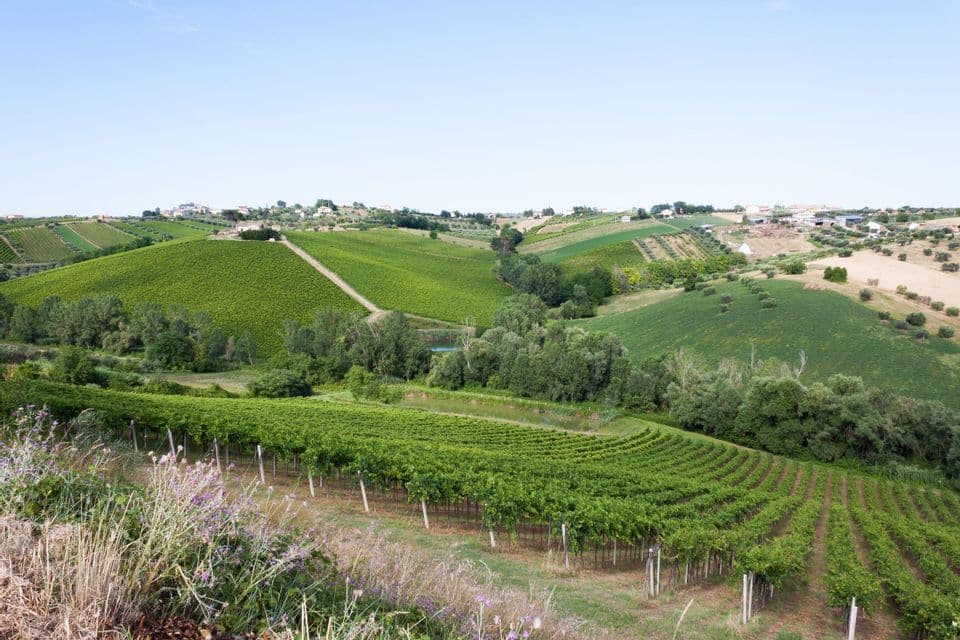 Un paesaggio di dolci colline ricoperte da ordinati filari di vigneti verdi sotto un cielo limpido e celeste.