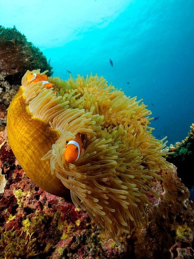 Due pesci pagliaccio sbucano da una grande anemone marina gialla su una barriera corallina in acque blu.