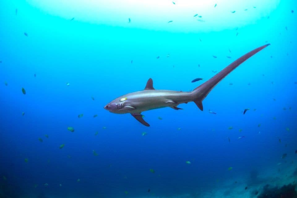 Uno squalo volpe con una lunga pinna caudale nuota nell'acqua blu dell'oceano, circondato da pesci più piccoli.