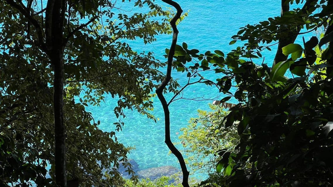 Una vista del océano claro y turquesa enmarcada por las siluetas oscuras de árboles y hojas verdes exuberantes.